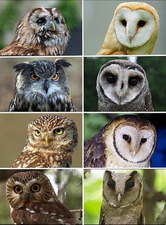 Portrait_of_owls